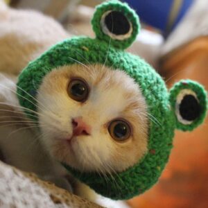 Adorable Pet Funny Hat Cartoon Frog Shape Pet Cap Weaving Puppy Cat Hat Pet Grooming Supplies for Everyday Decoration Christmas Halloween Decoration Use 1PCS